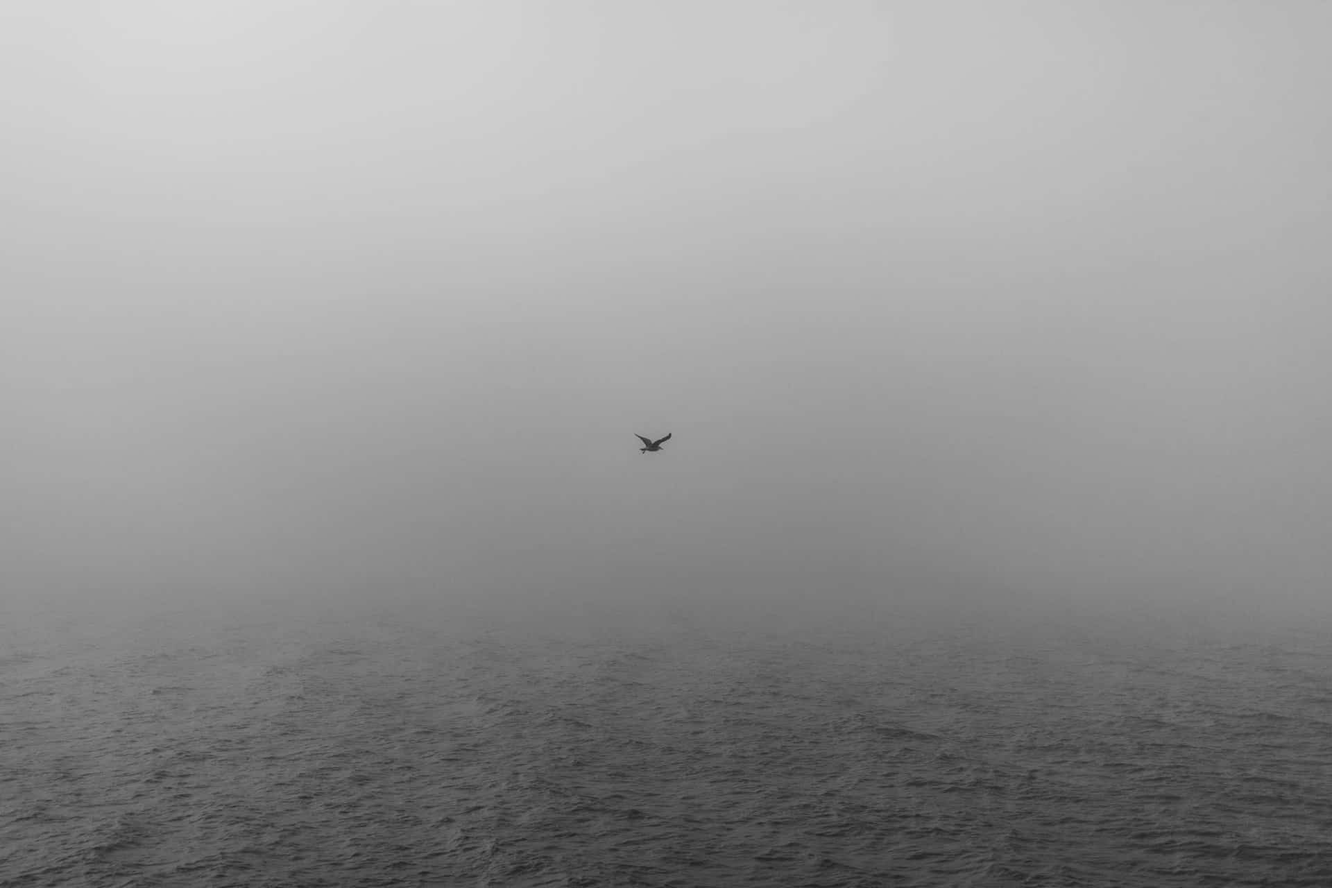 Gaviota
