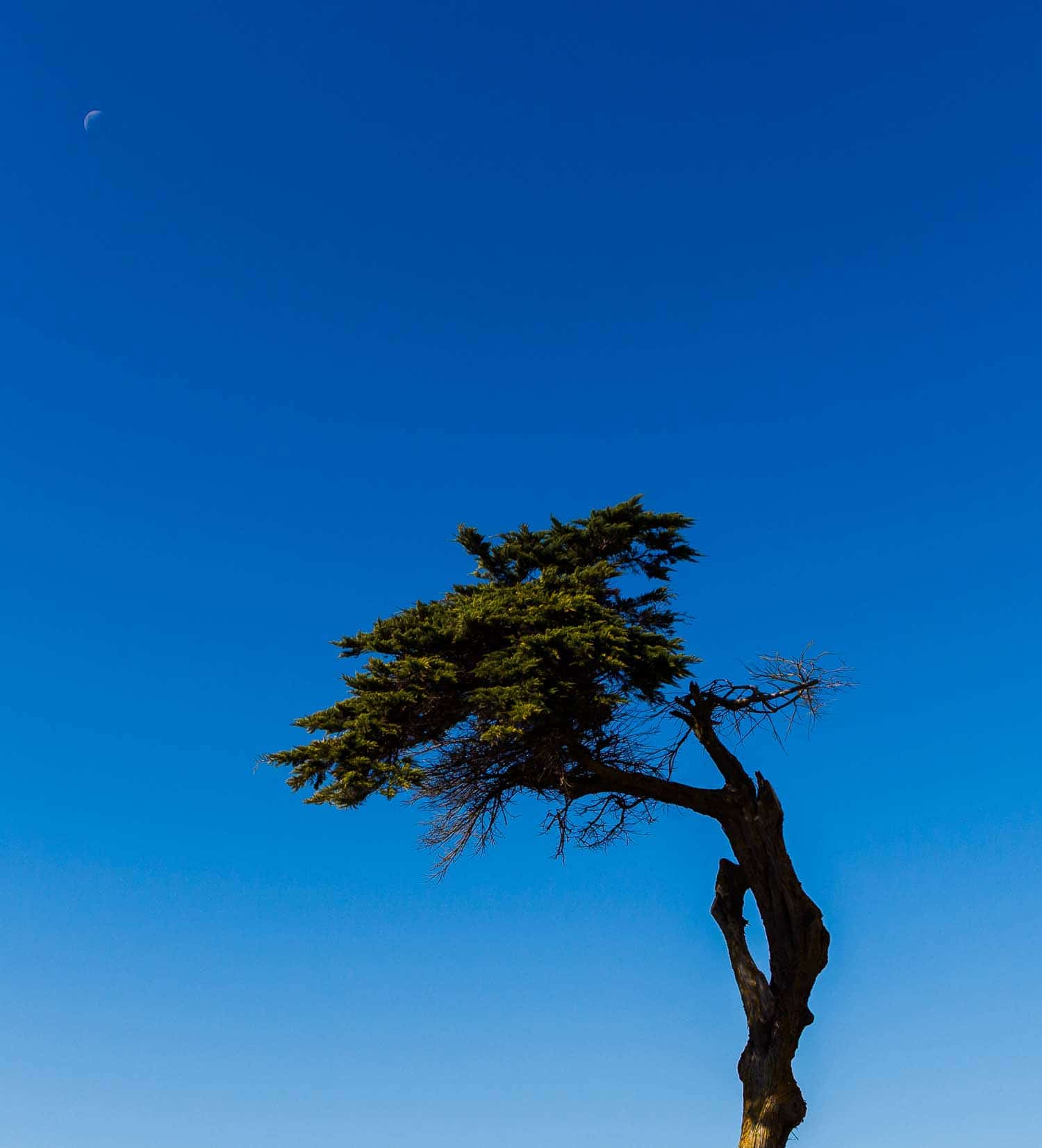Arbol