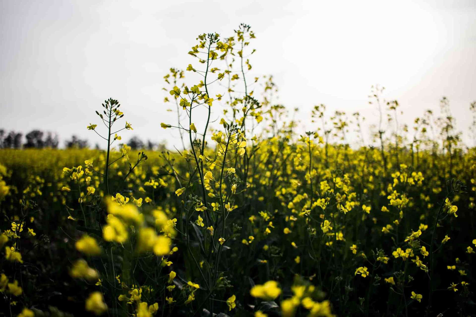 Campo de Flores