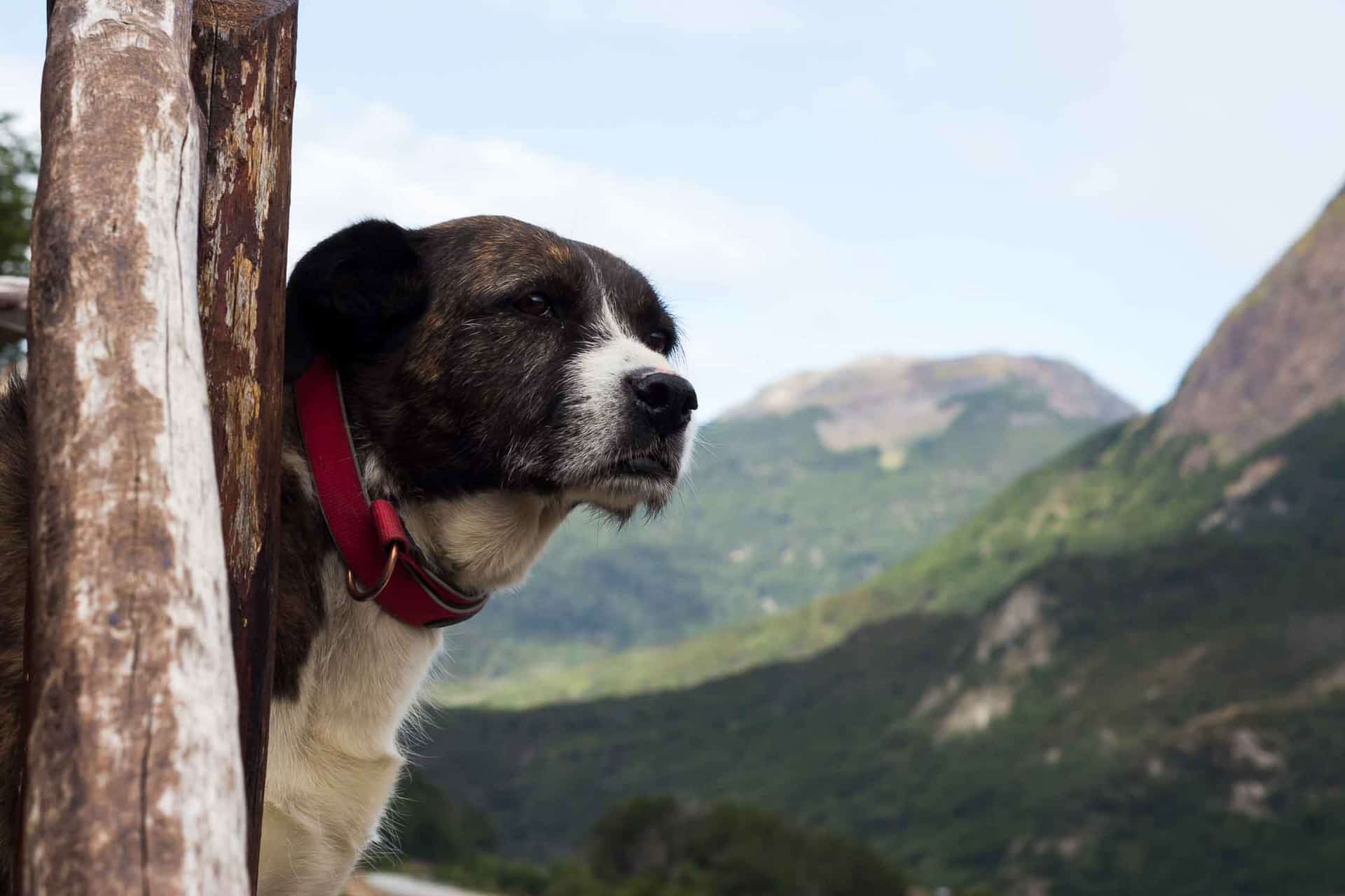 Contemplando