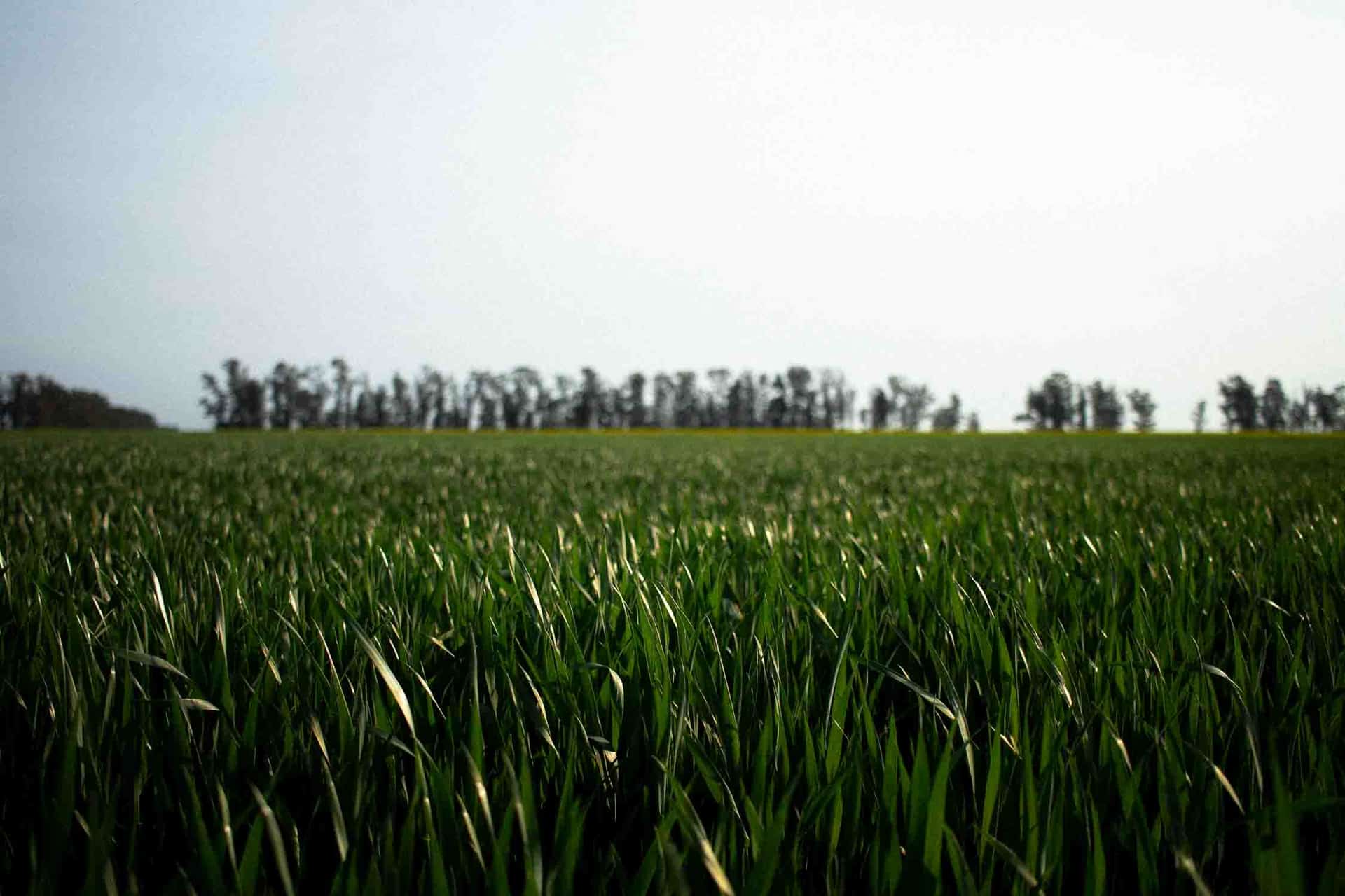 Campo