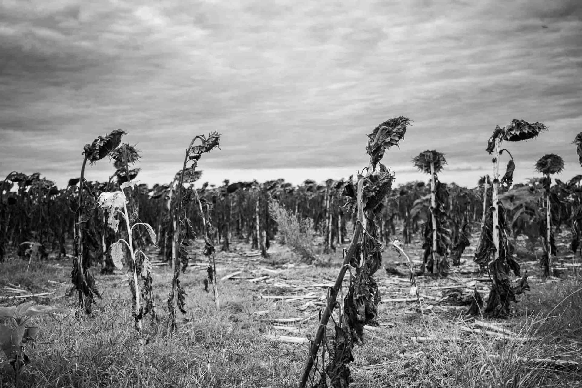 Campo de Girasoles