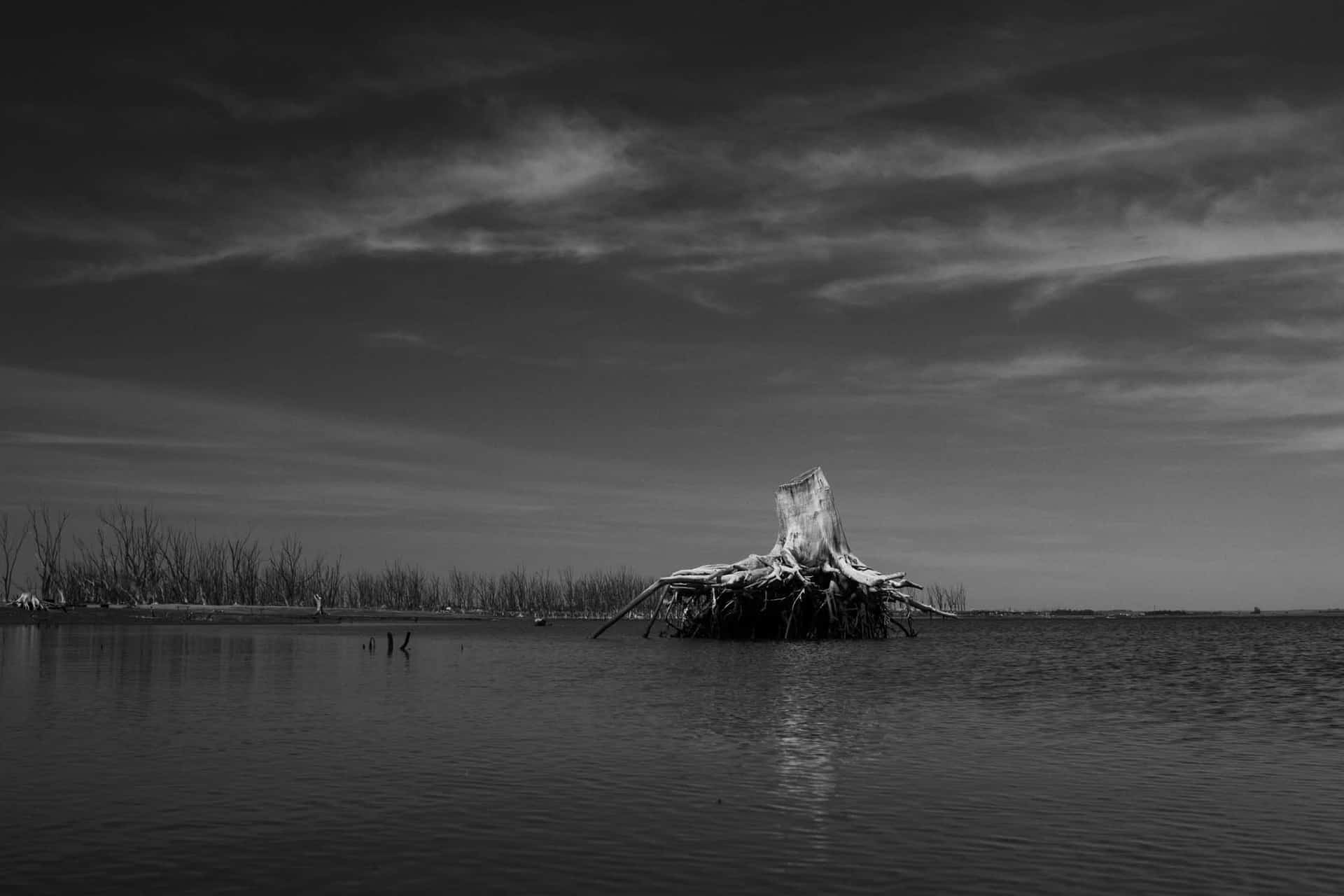 Tronco de Epecuen