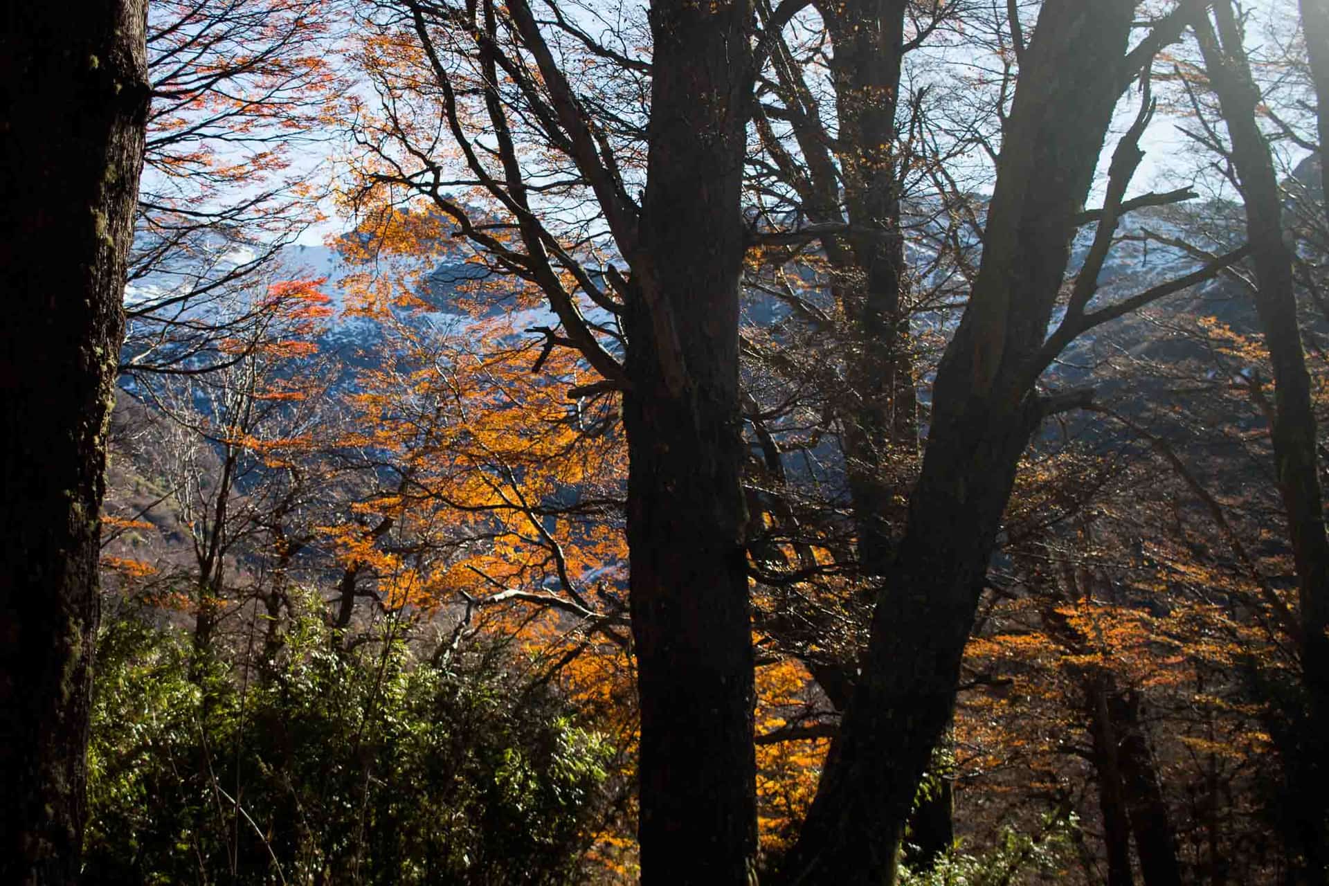 Otoño en Bariloche