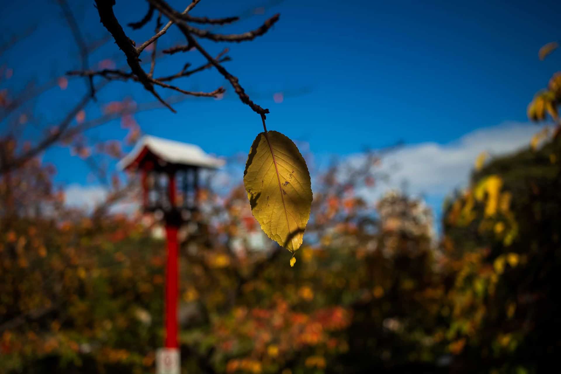 Jardin Japones