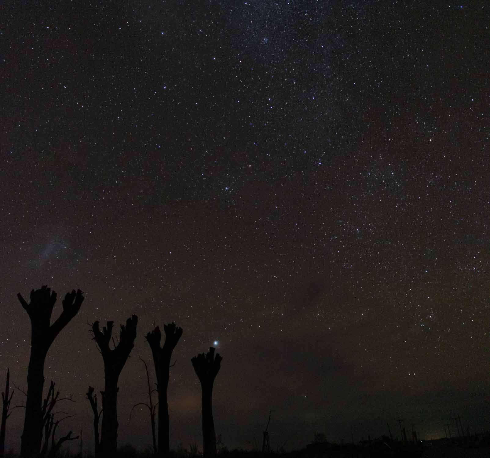 Estrellas de los arboles de Epecuen