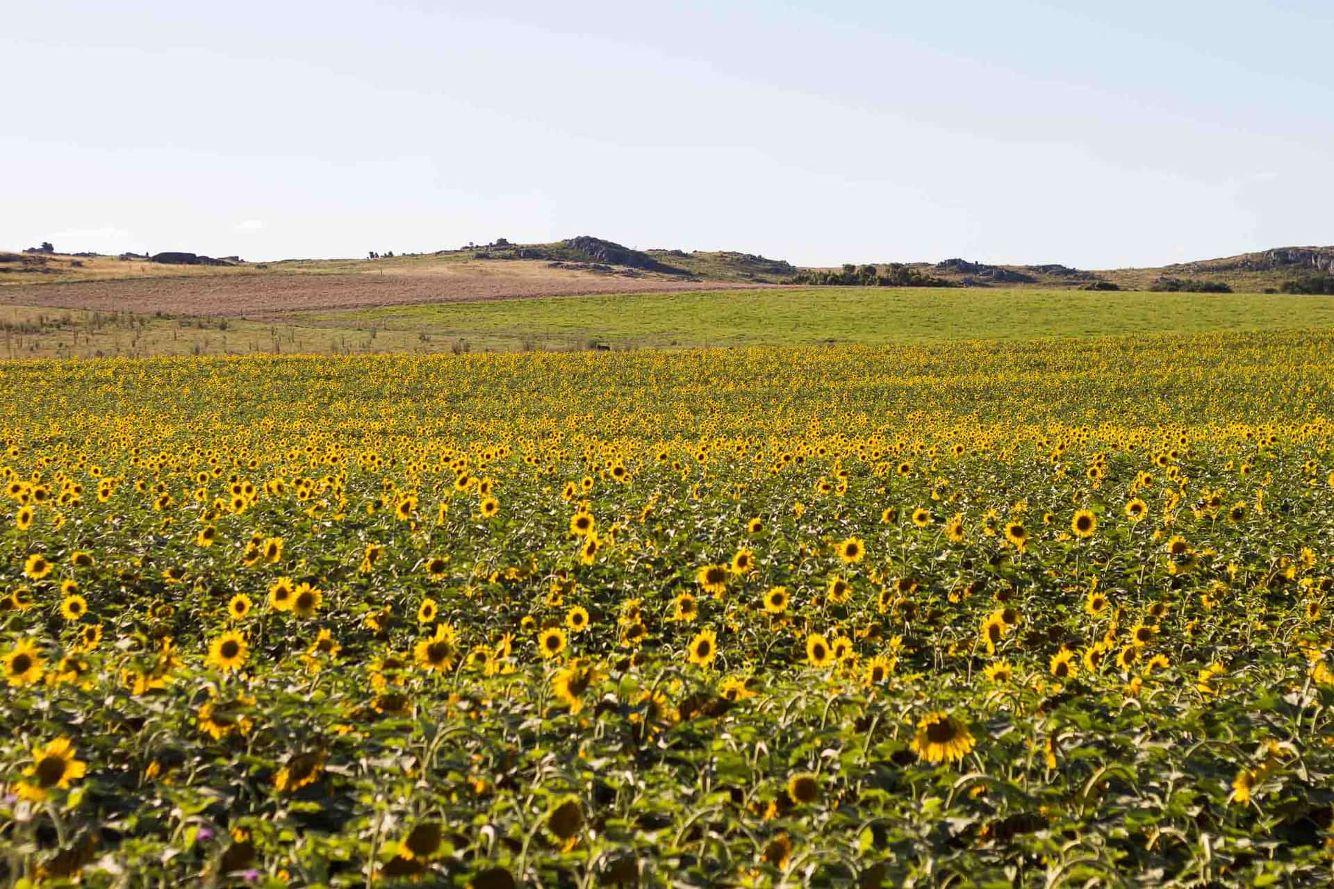 Girasoles