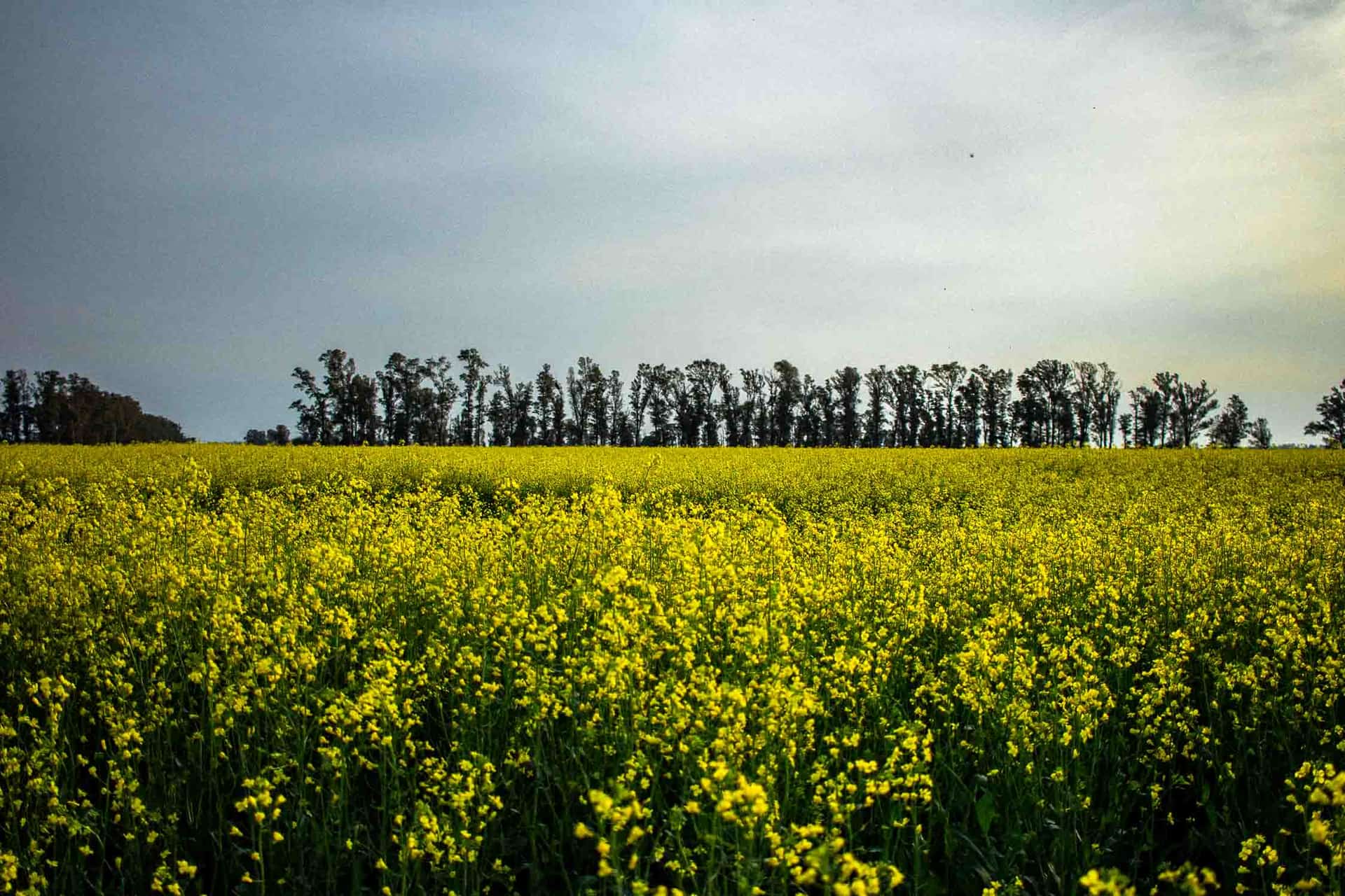 Campo de flores