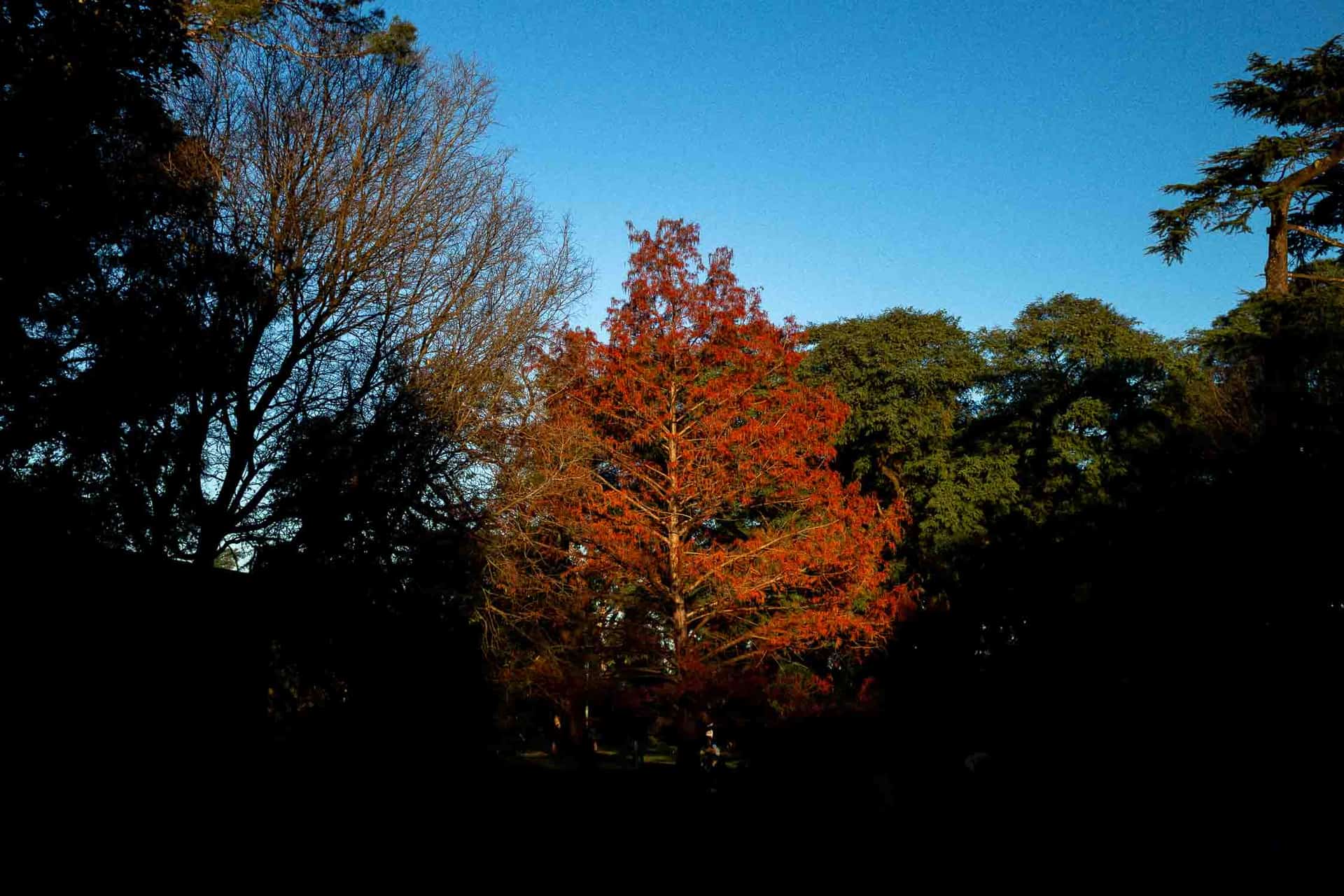 Otoño en Agronomia