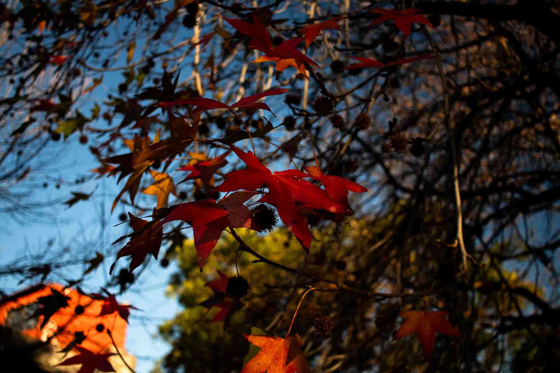 Otoño en Rawson