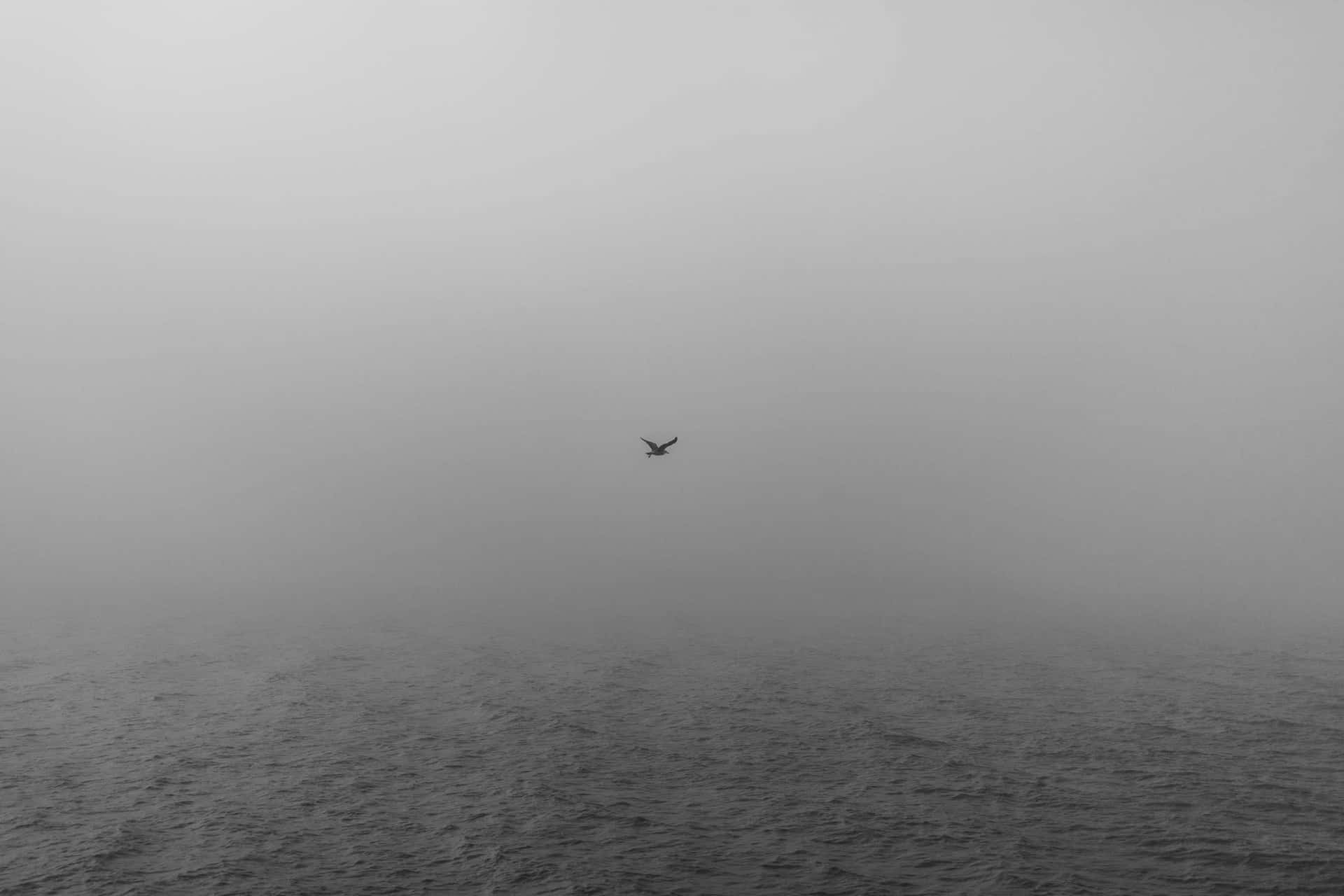 Gaviota