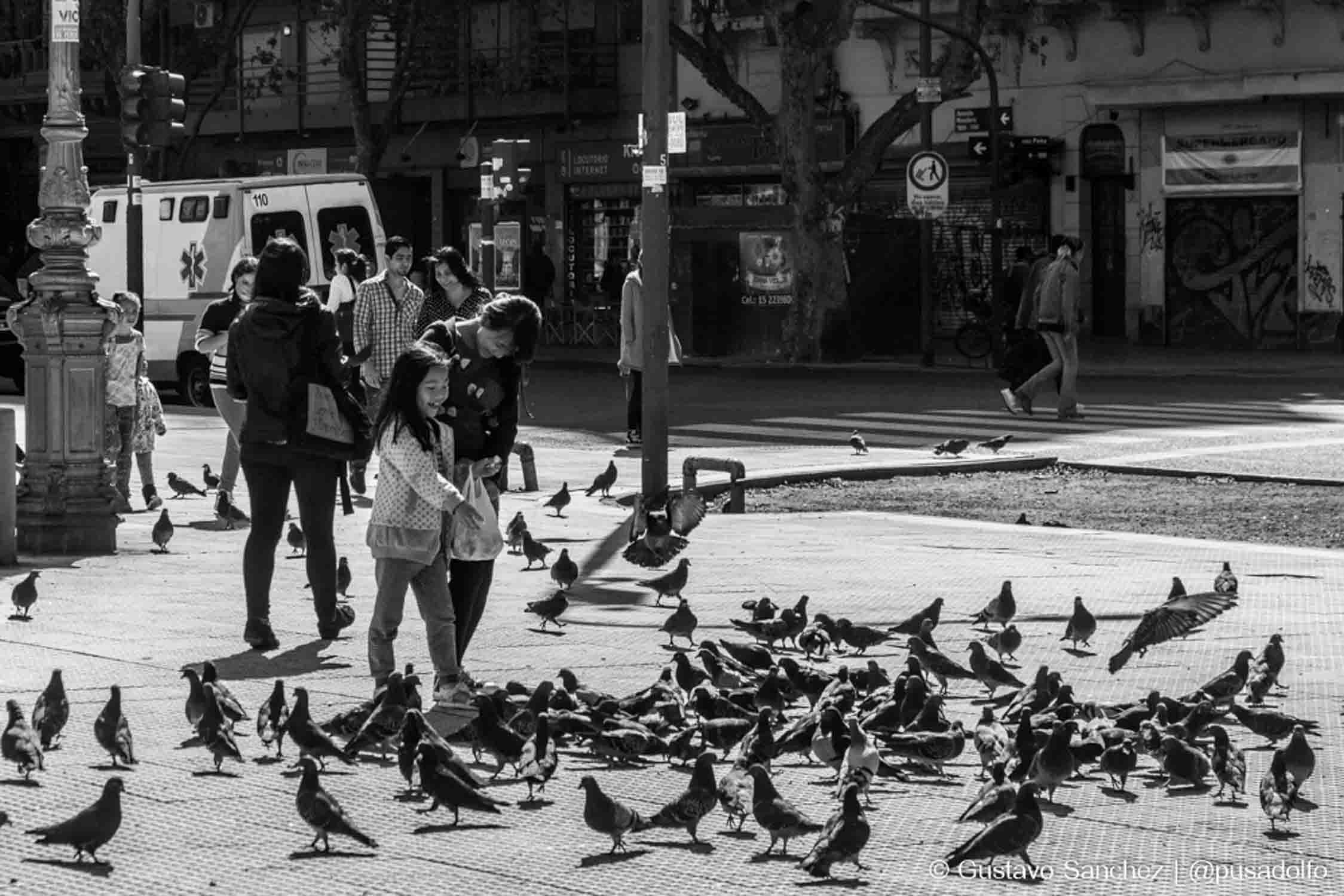 Palomas