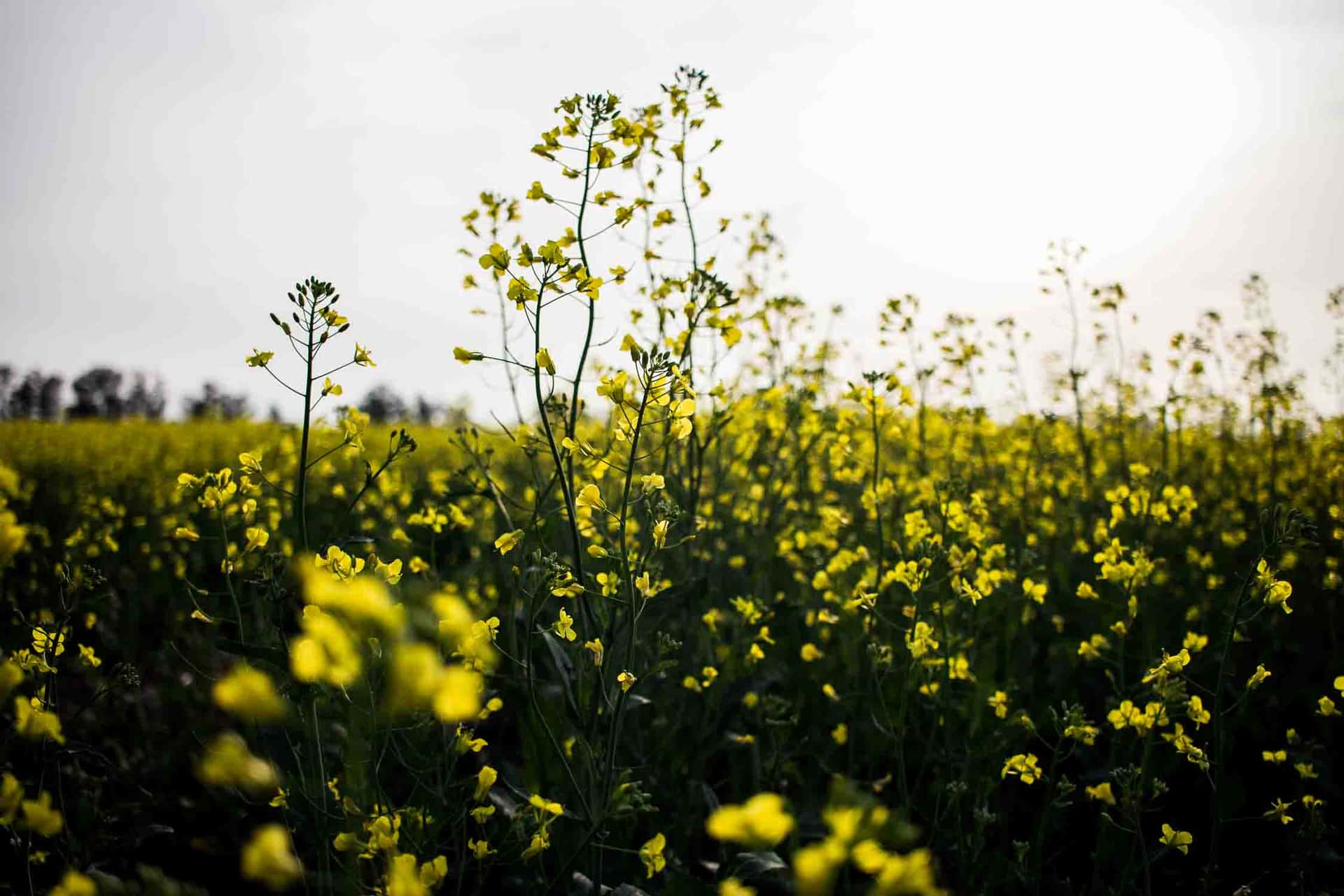 Campo de Flores