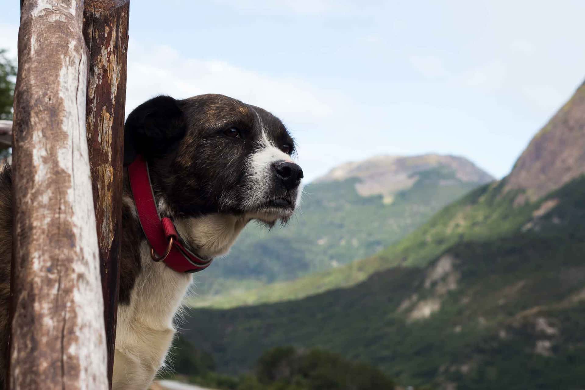 Contemplando