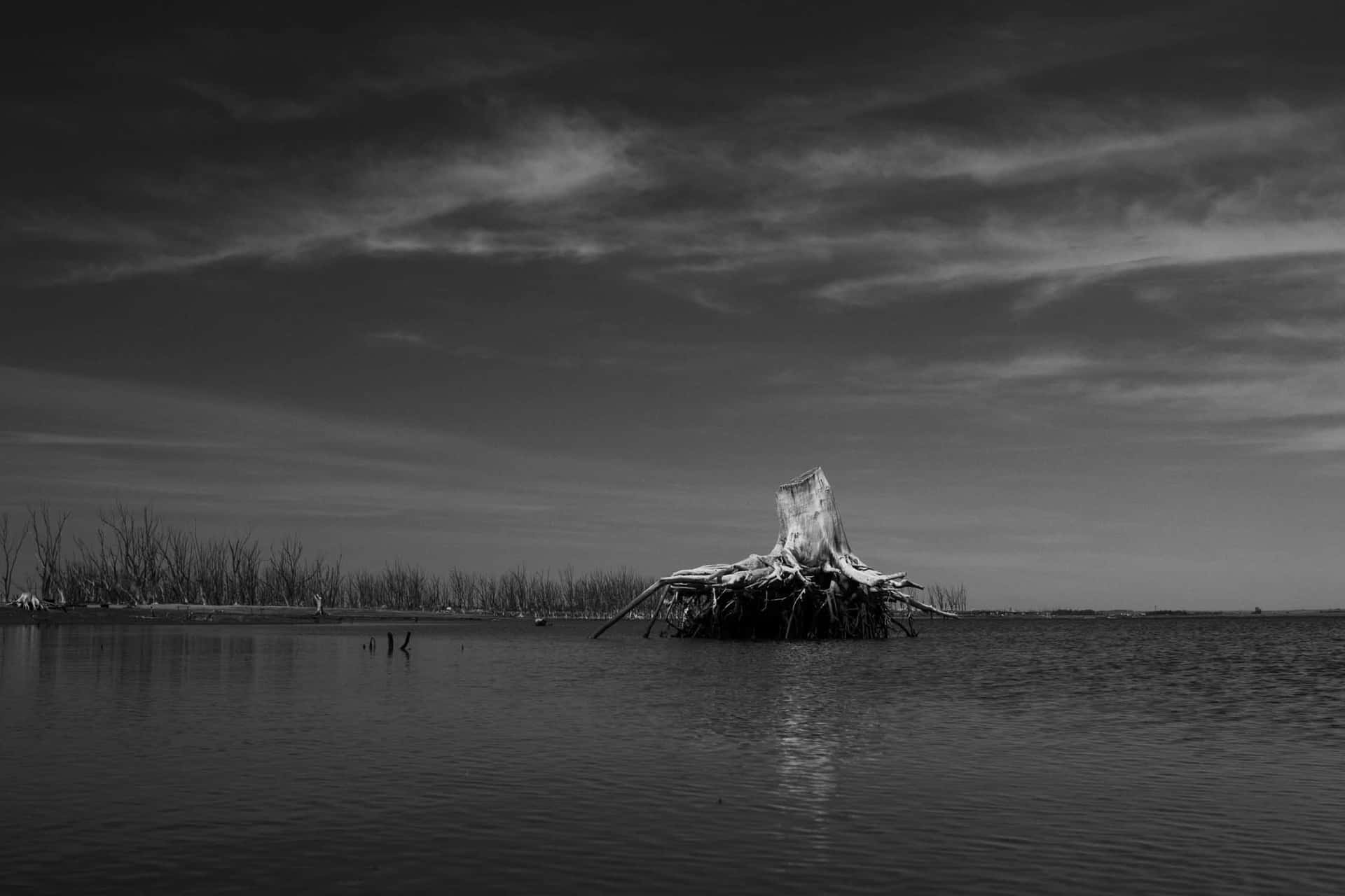 Tronco de Epecuen