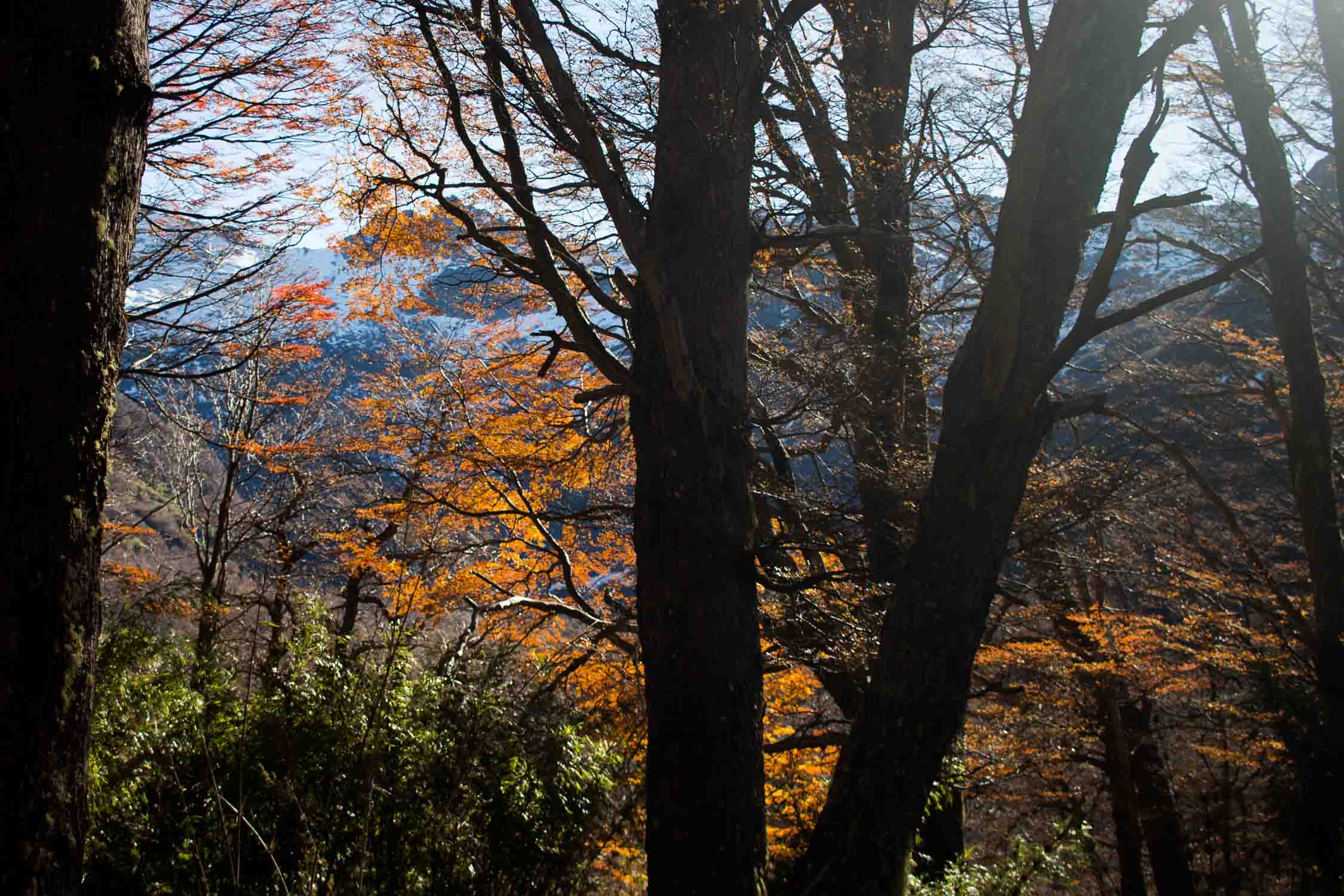 Otoño en Bariloche