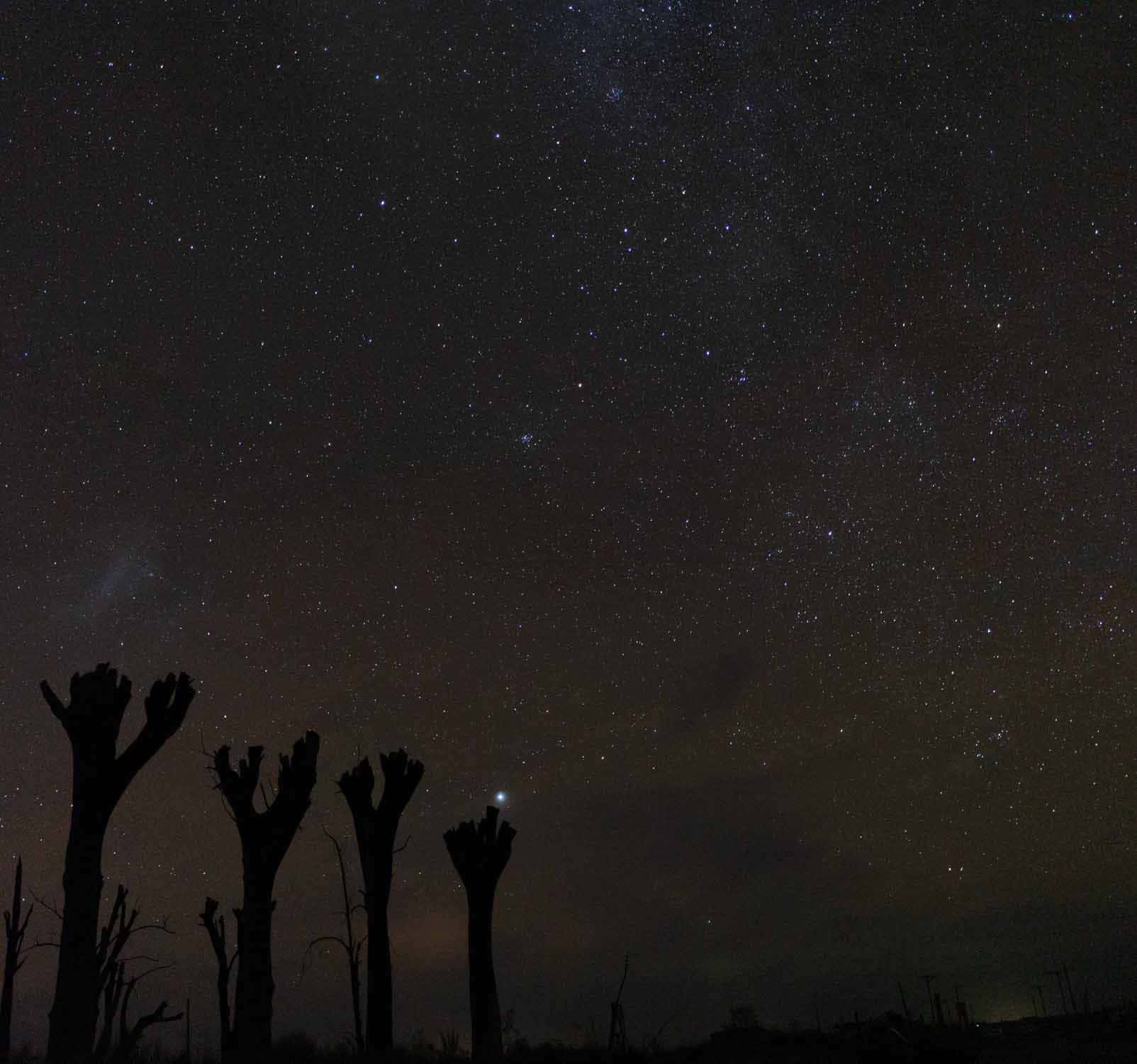 Estrellas de los arboles de Epecuen