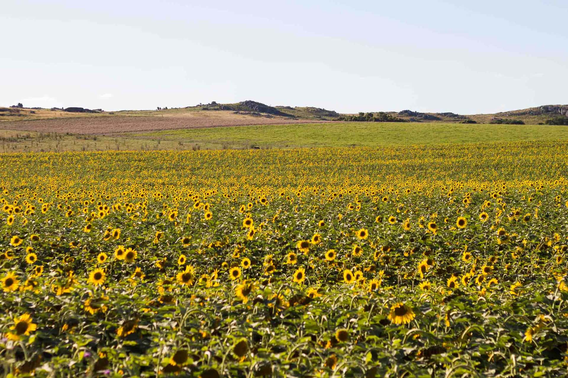 Girasoles