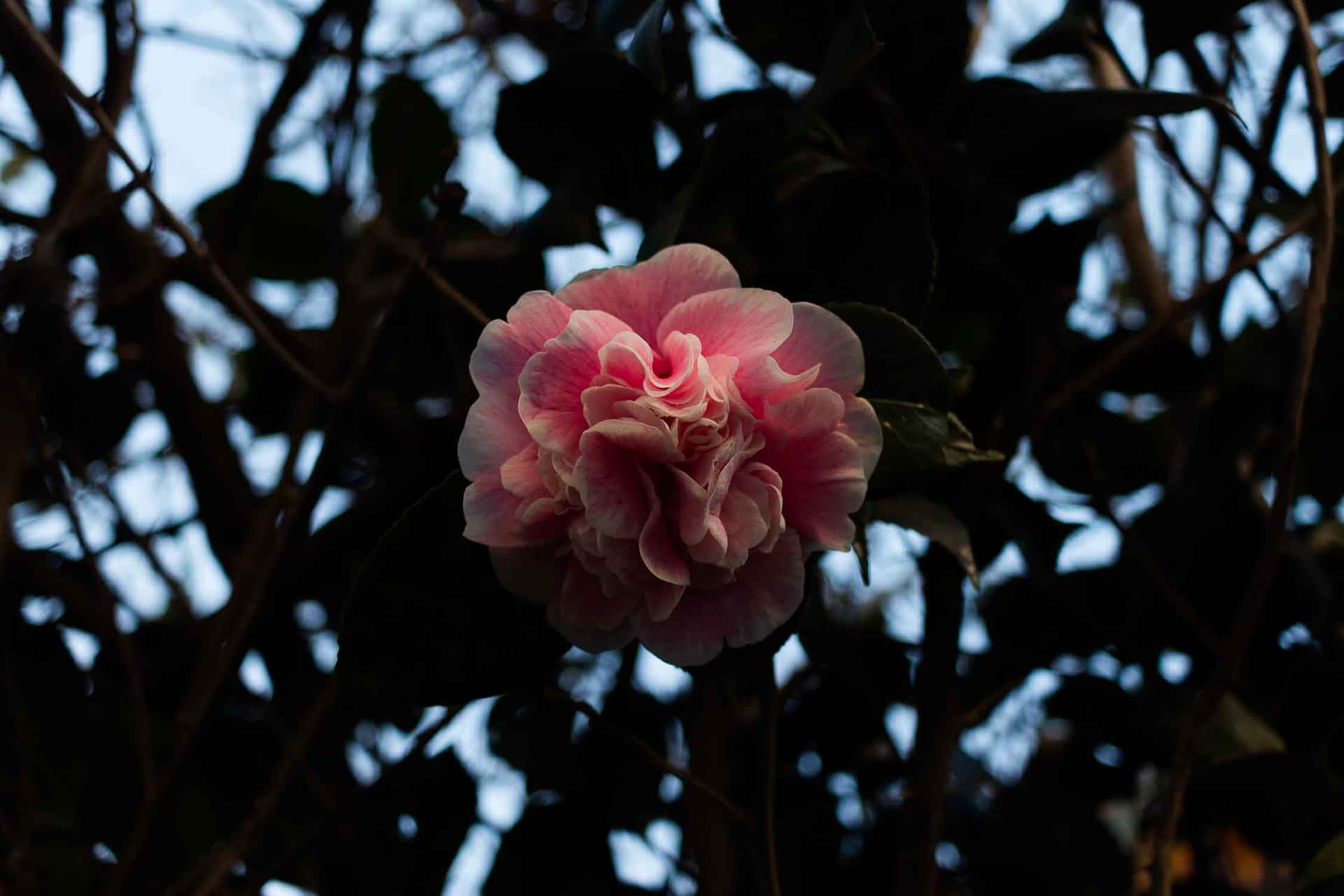 La flor de Rawson